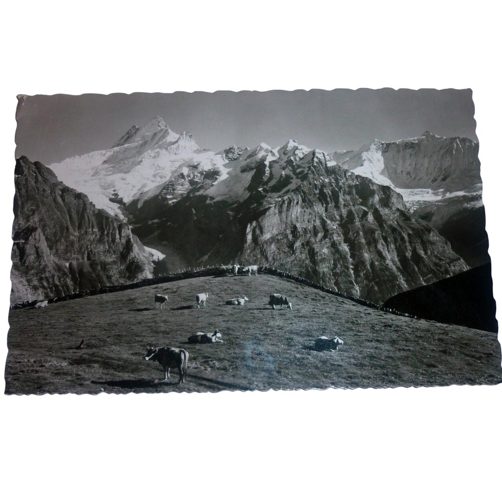 1950s Grindelwald Switzerland Alps Cows Denver Colorado Real Photo Postcard